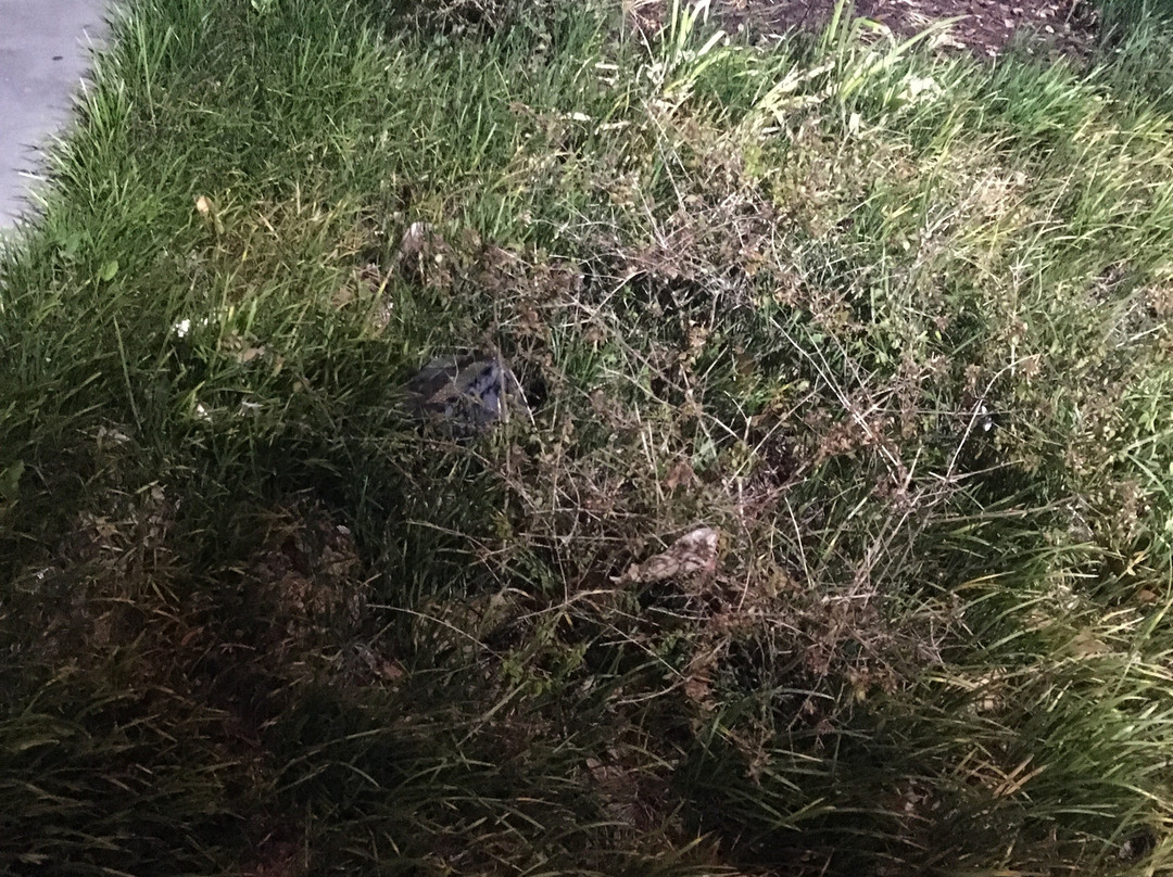 L'Auberge Baton Rouge主图