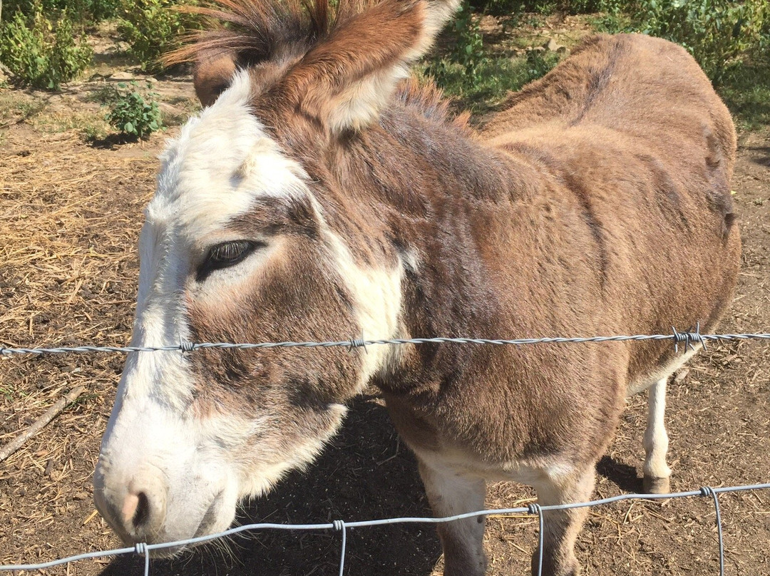 Johnson's Orchards-Bedford必去景点