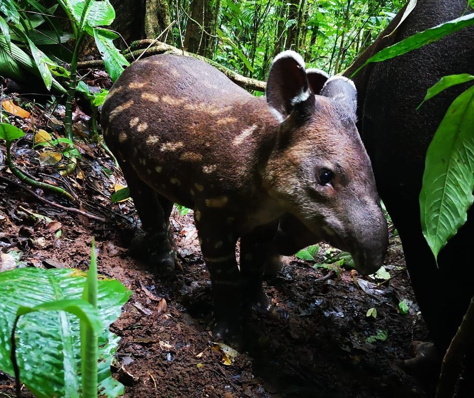 Spring Paradise Bijagua Tours-Bijagua de Upala必去景点