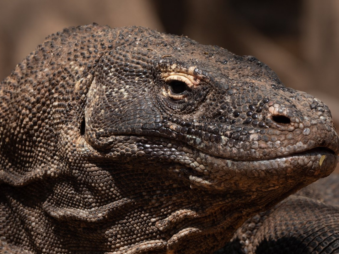 Beyond Komodo景点图片