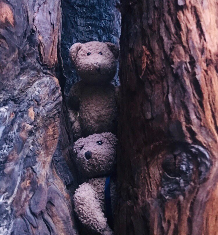 The Immortal Tree景点图片