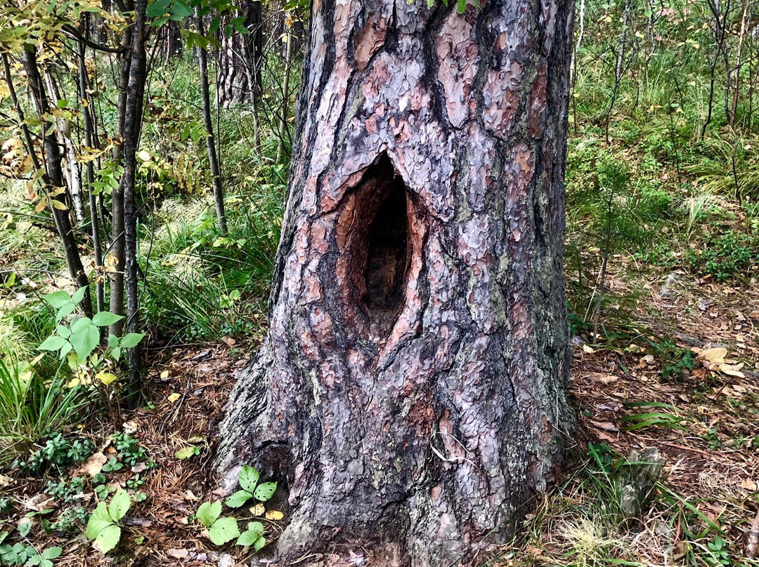 Natural Park Bazhovskiye Places景点图片