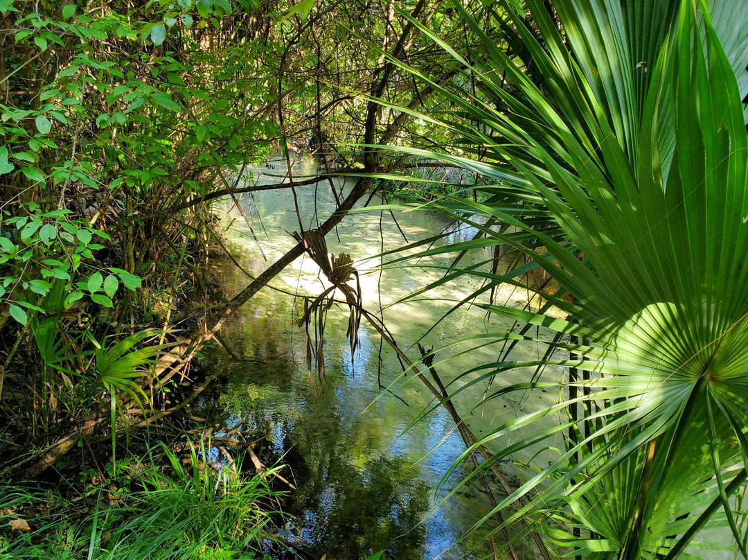 Juniper Springs Recreation Area景点图片