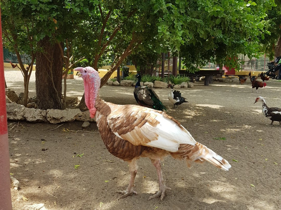 Rancho Alegre Curacao-Dorp Sint Michiel必去景点