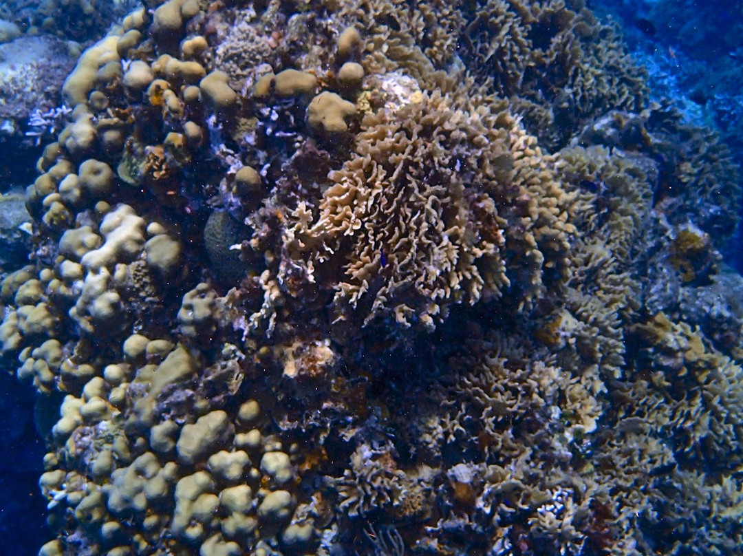 Columbia Reef-考祖梅必去景点