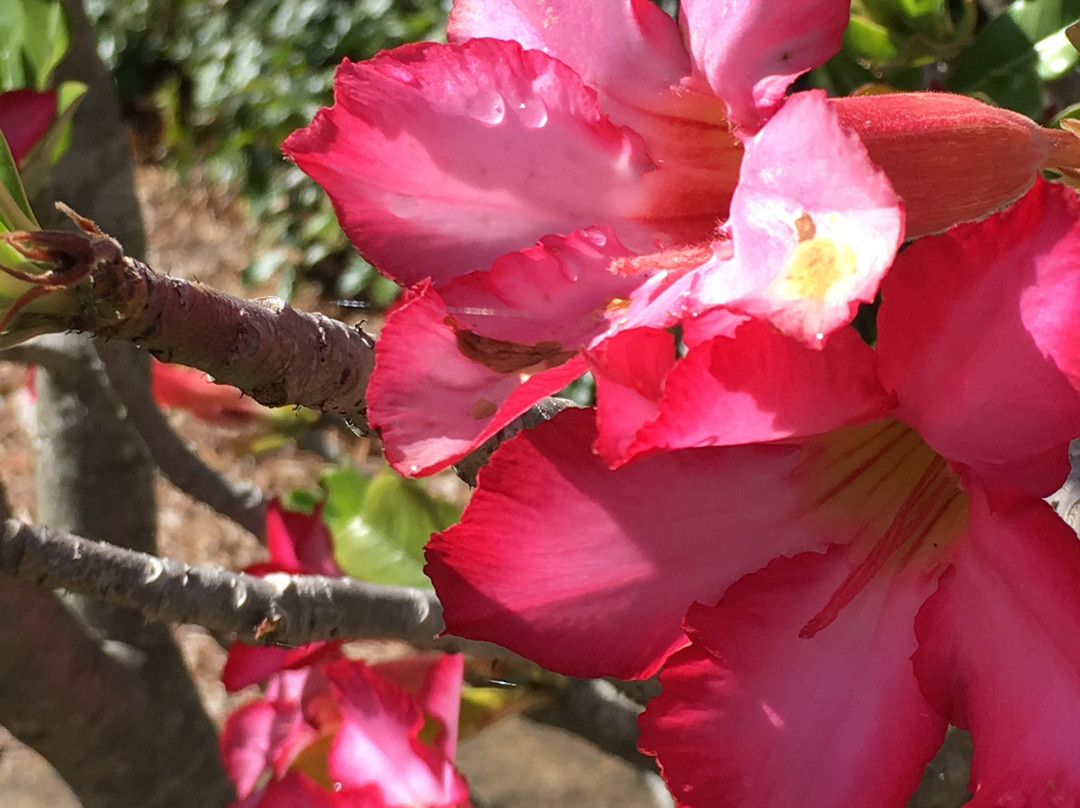 Mackay Regional Botanic Gardens景点图片