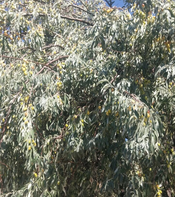 Sir Motel Beach Camping主图