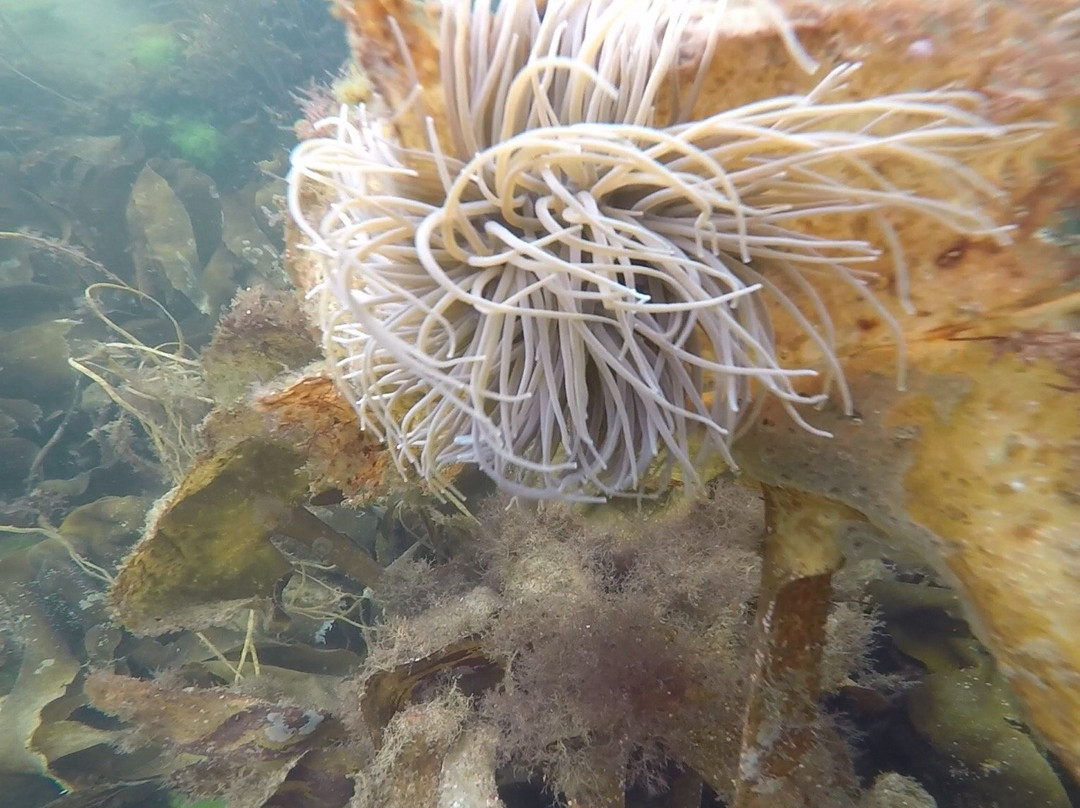 Kenmare Bay Diving-肯梅尔必去景点