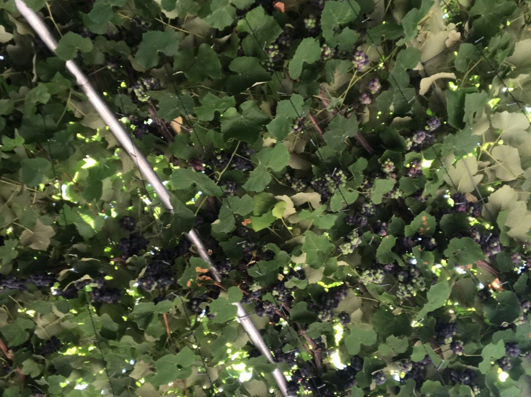 Bazelet HaGolan Winery-Kidmat Tzvi必去景点