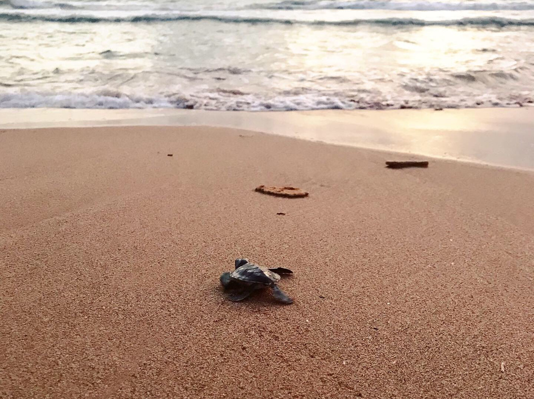 Kosgoda Turtle Care-科斯戈德必去景点