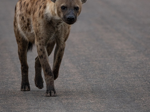 Safari's Direct-克鲁格国家公园必去景点