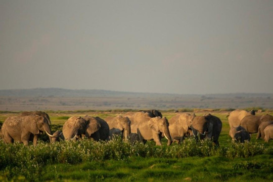 Opuk Kenya Safaris
