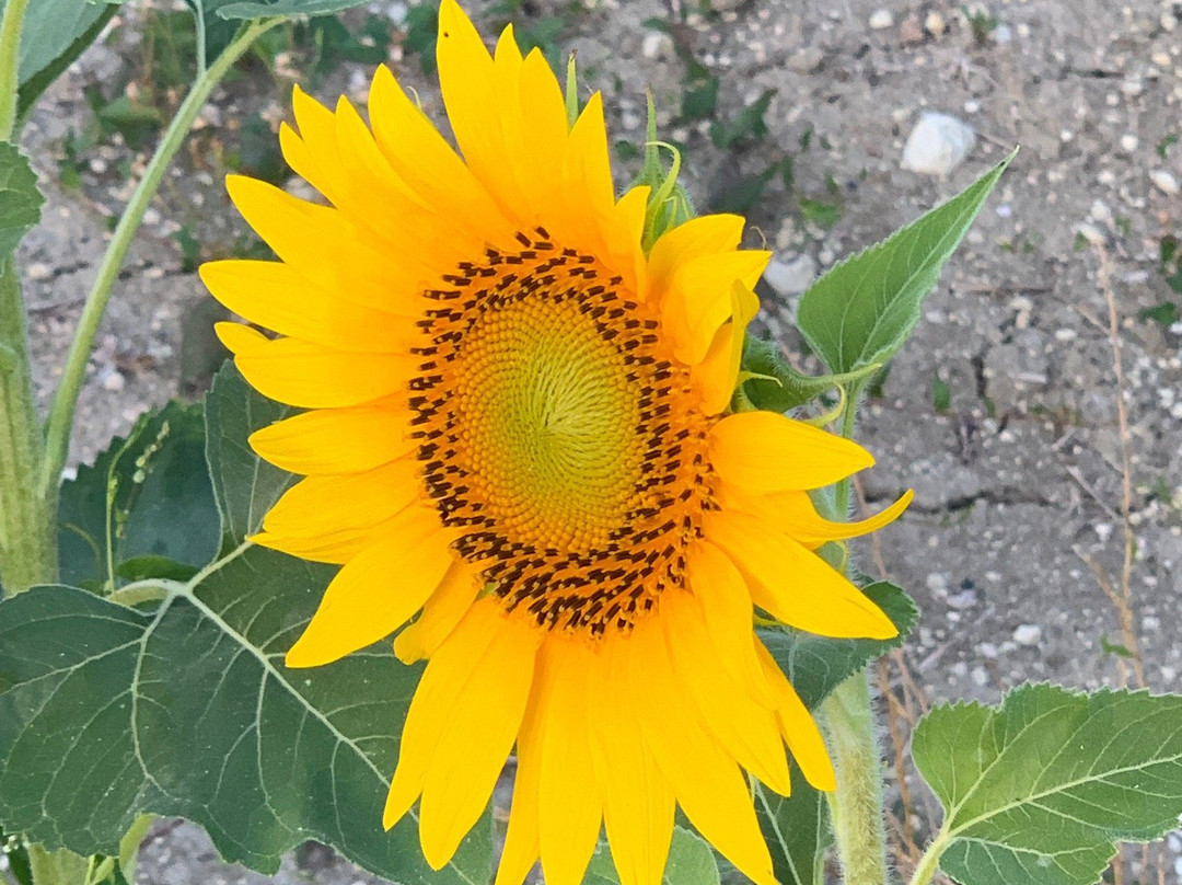 La Closerie Saint Martin主图