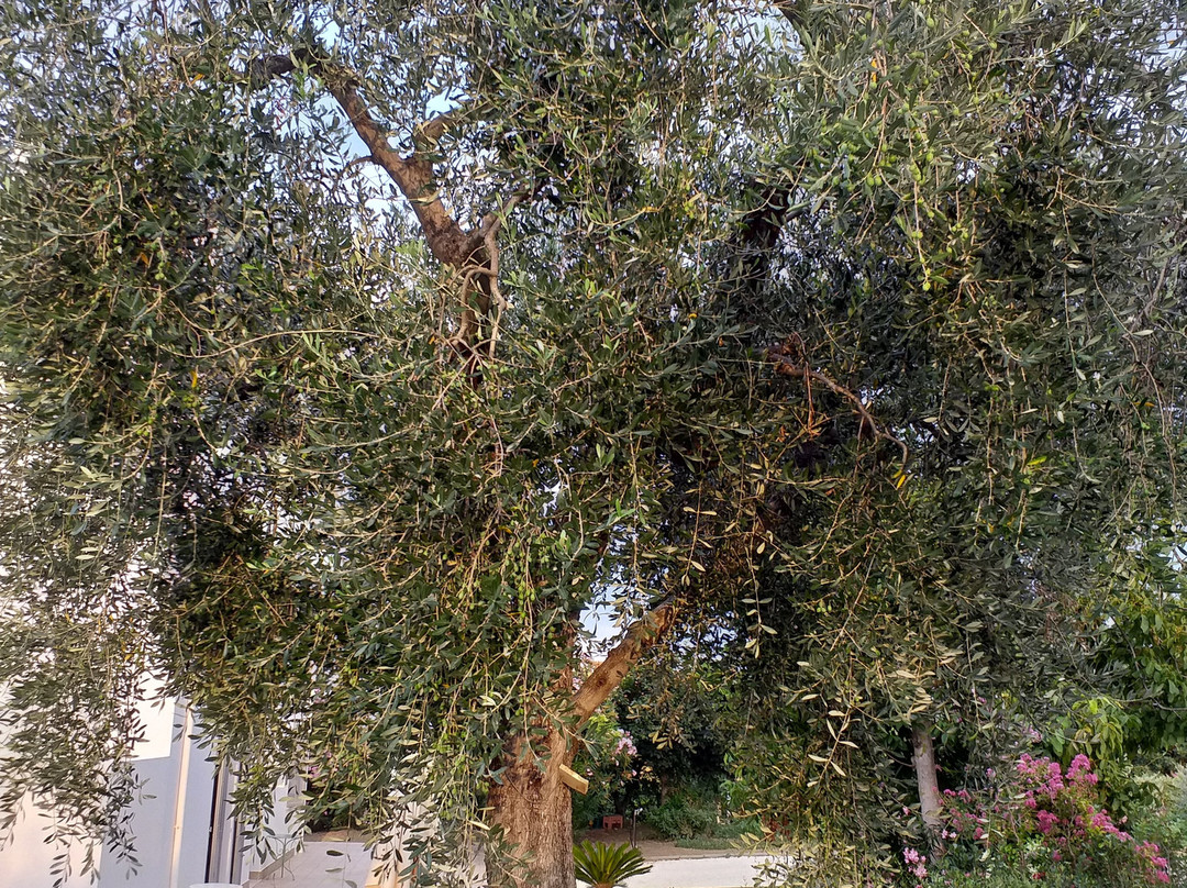 Casale Savini