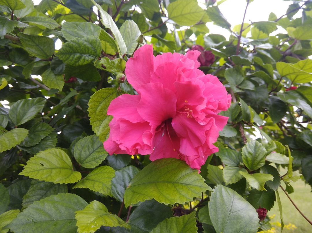 Pushkar Rajwara Resort主图