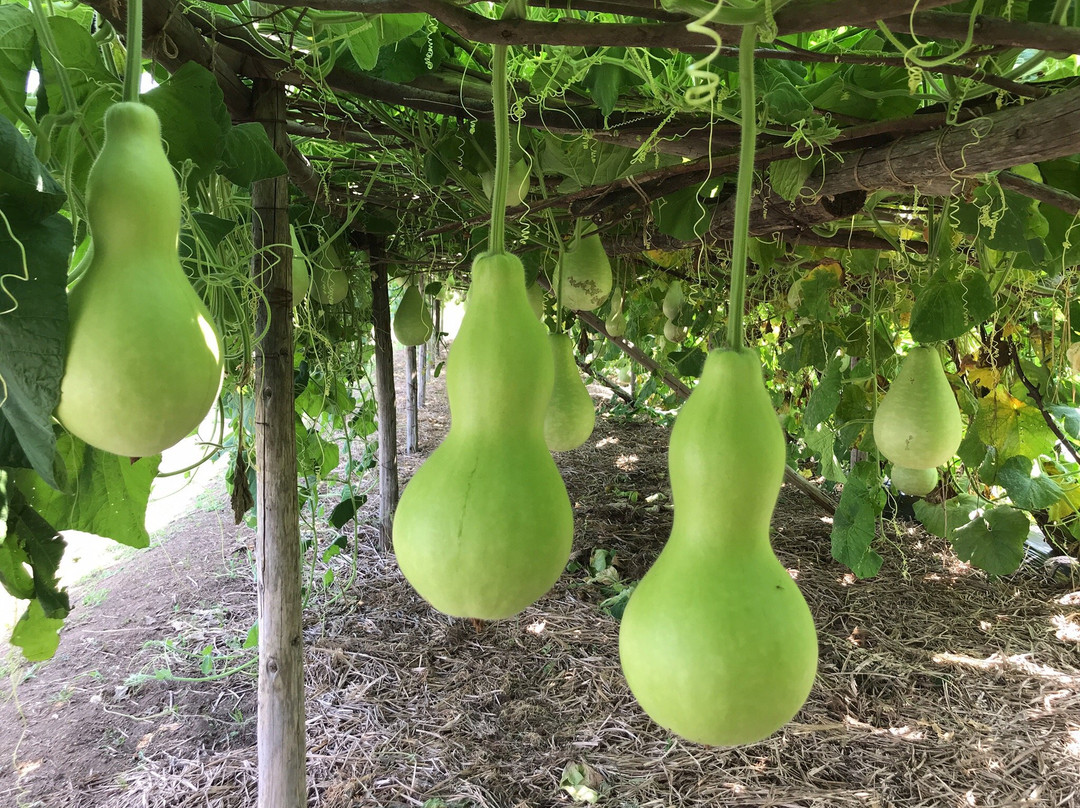 Tsunan Agriculture and Jomon Era Experience Training Hall Najomon-津南町必去景点