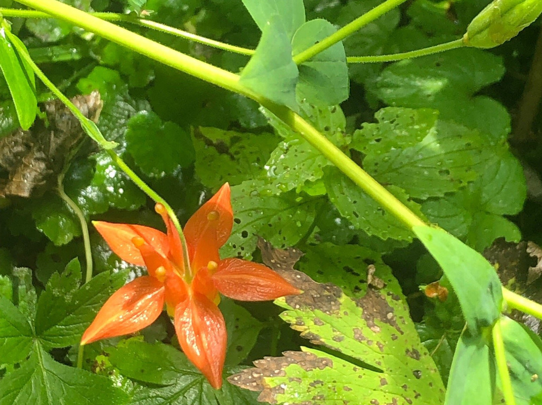 Mary's Peak Trail-Philomath必去景点