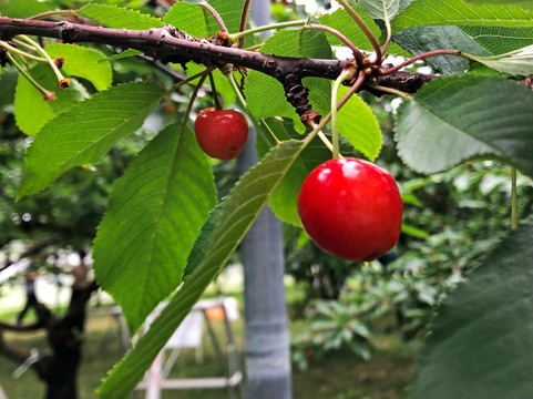Komachi Orchards-沼田市必去景点