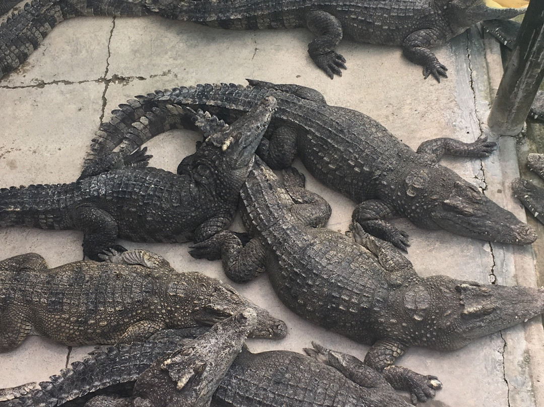 Battambang Crocodile Farm-马德望必去景点