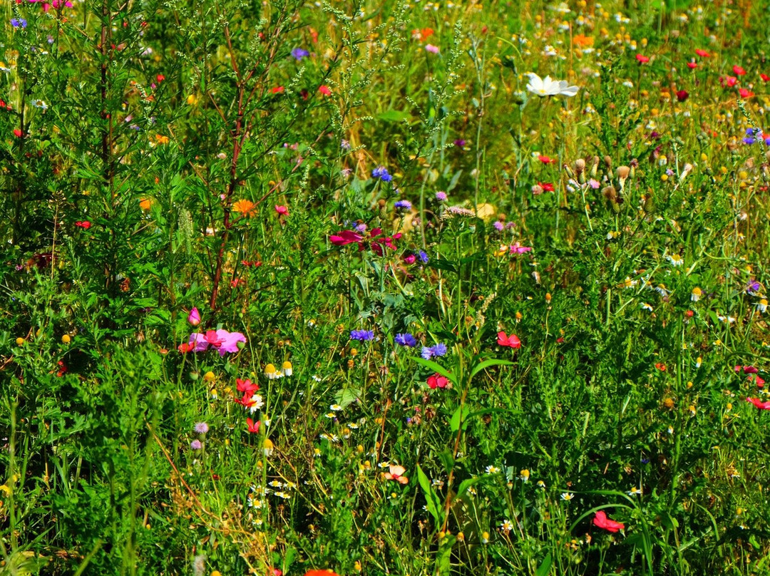 Mohnesee-Turm-Mohnesee必去景点