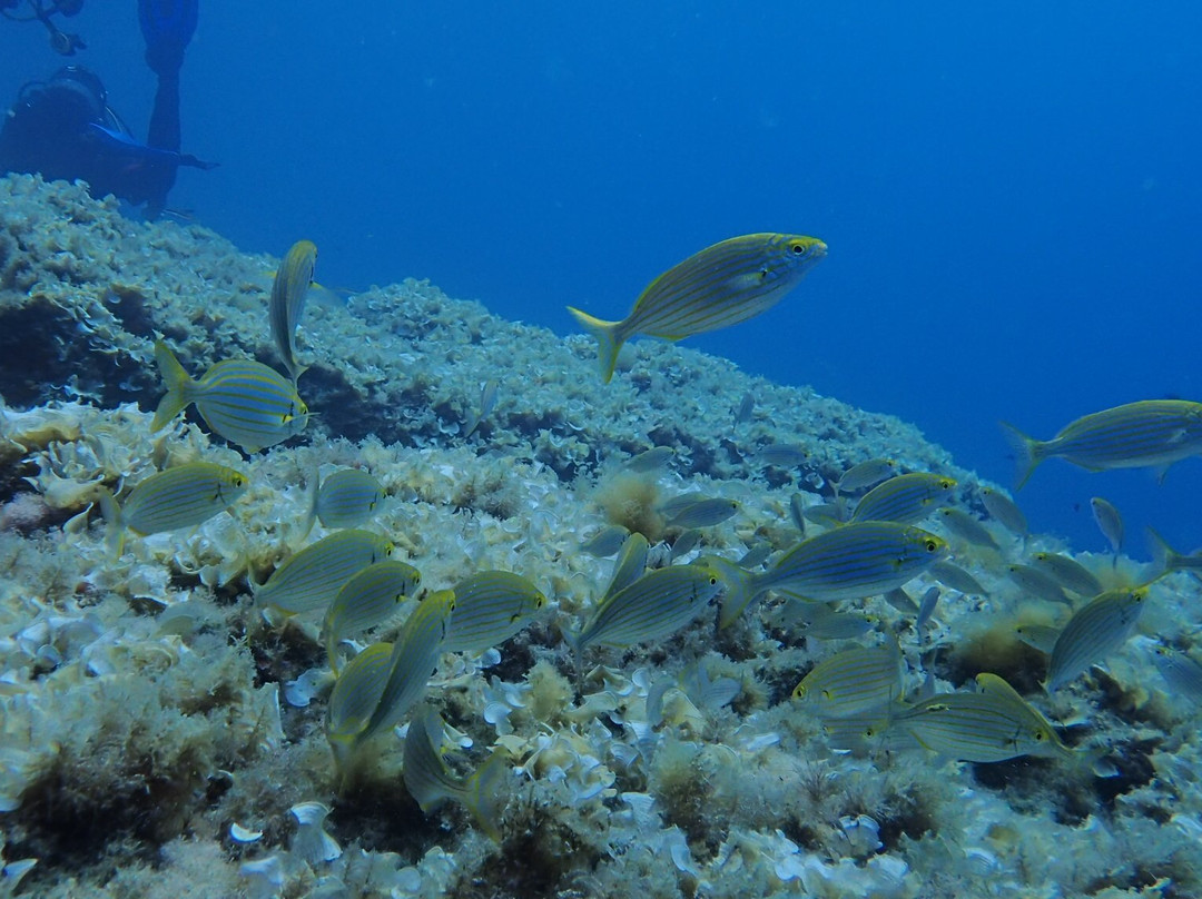 Diving Group Portofino景点图片