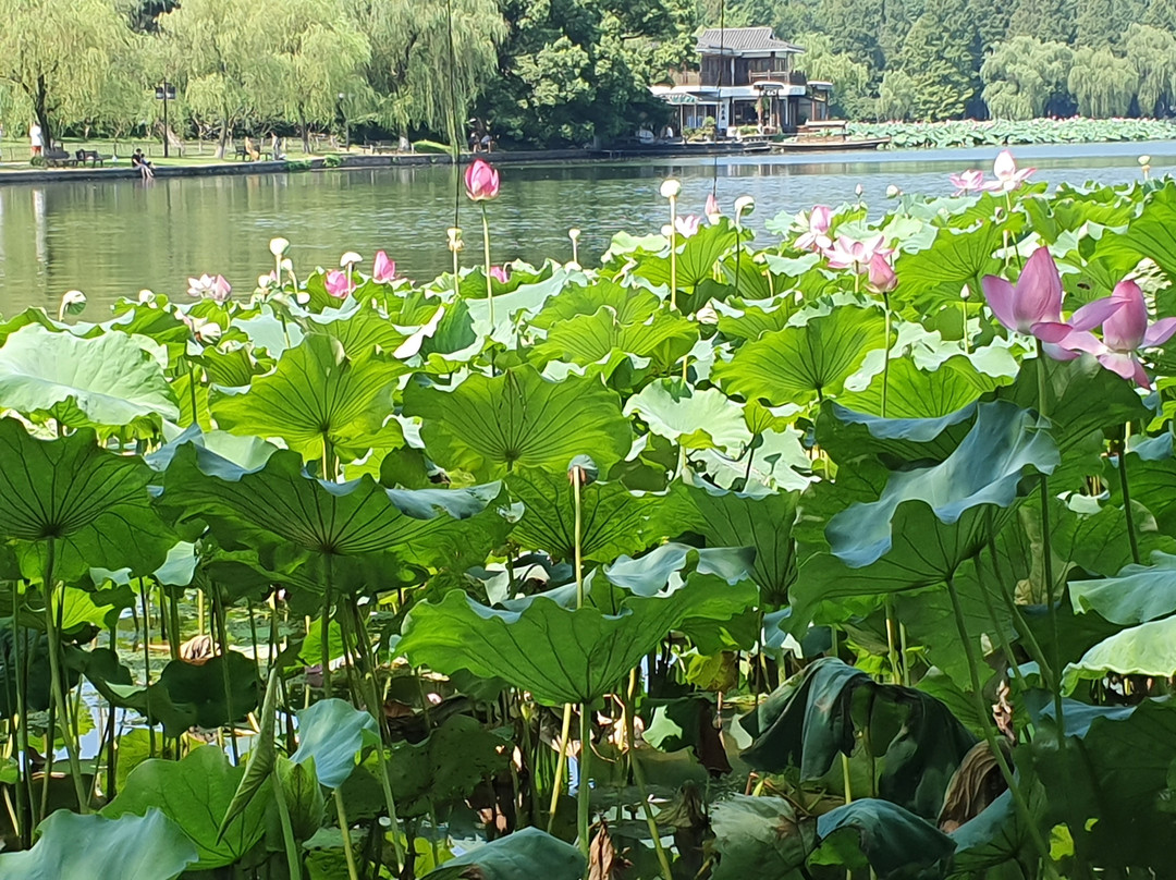 游遍杭州-杭州市必去景点
