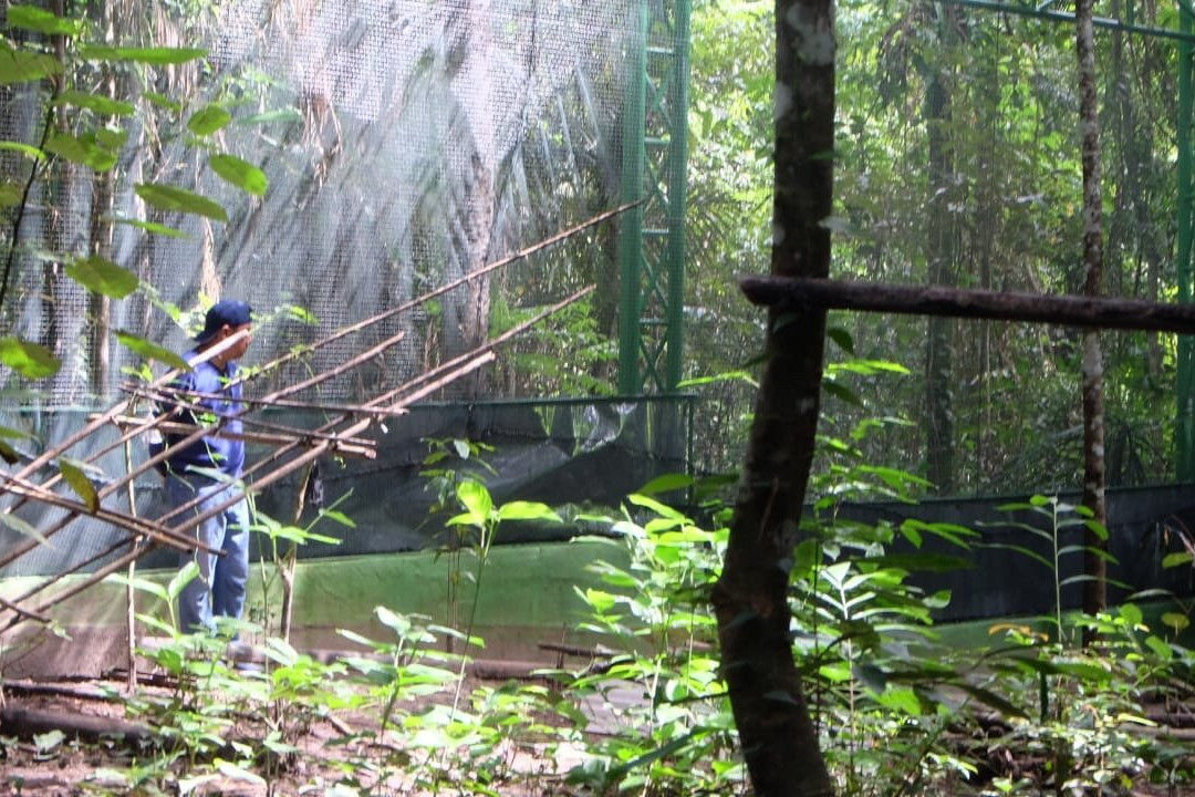 Hungayono Forest景点图片
