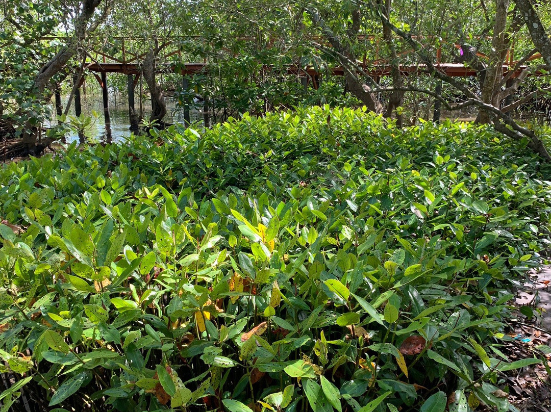 Mangrove Forest Batukaras-庞岸达兰必去景点
