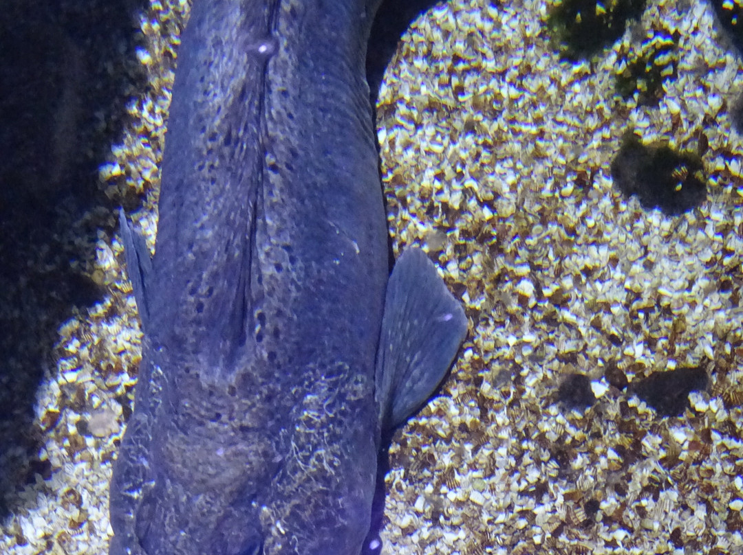 Sea Life Blankenberge-布朗肯堡必去景点