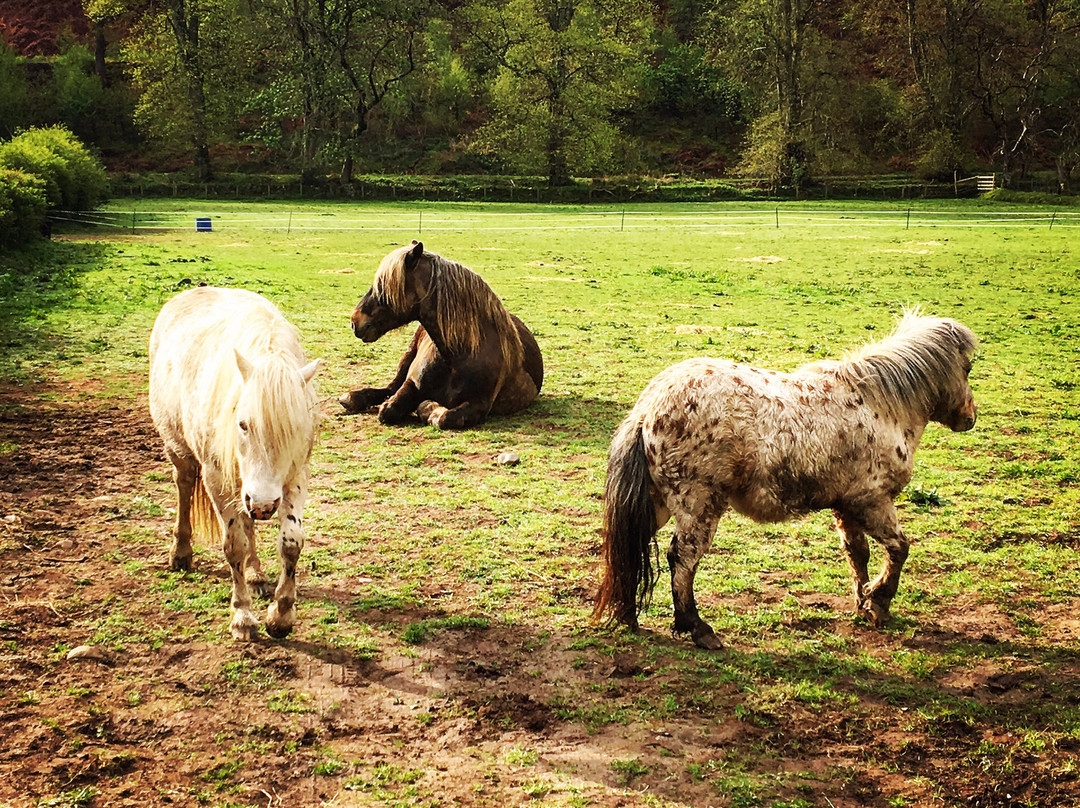 Lanercost Equestrian and Country主图