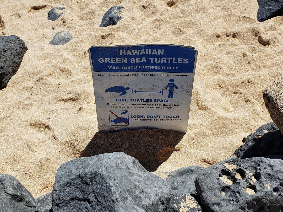 Lower Paia Park-芭雅必去景点