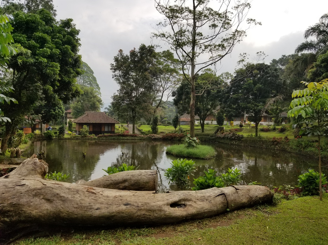 Agrowisata GUNUNG MAS Kebun Teh Walini景点图片