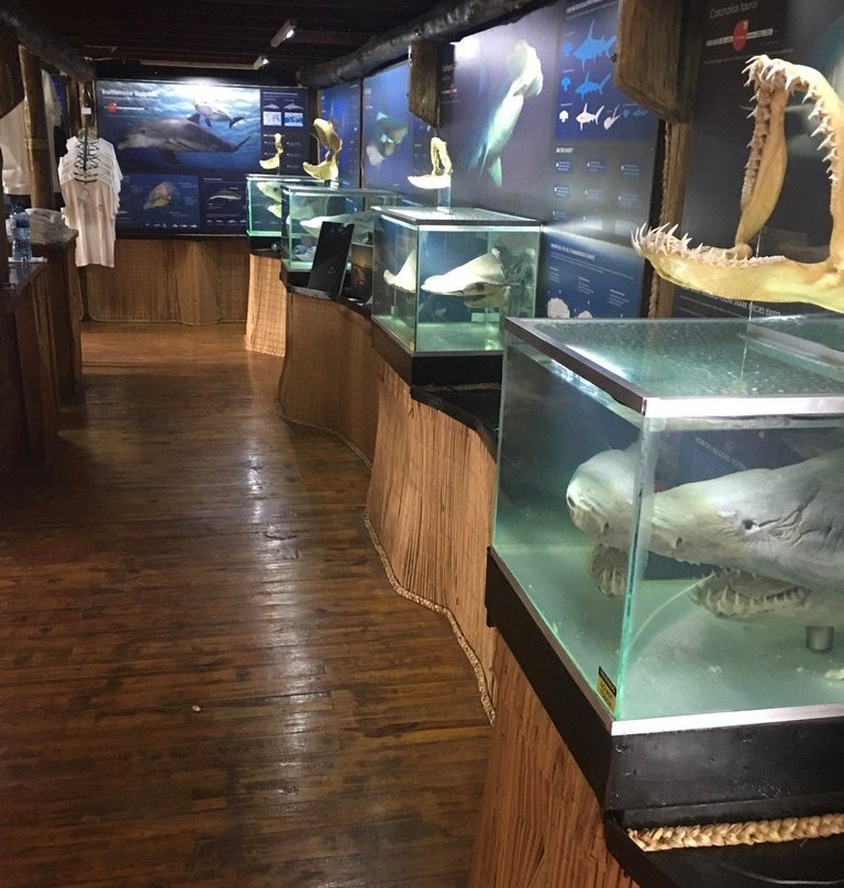 Sharklife-Shazibe必去景点