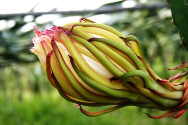 Balung River Eco Resort主图