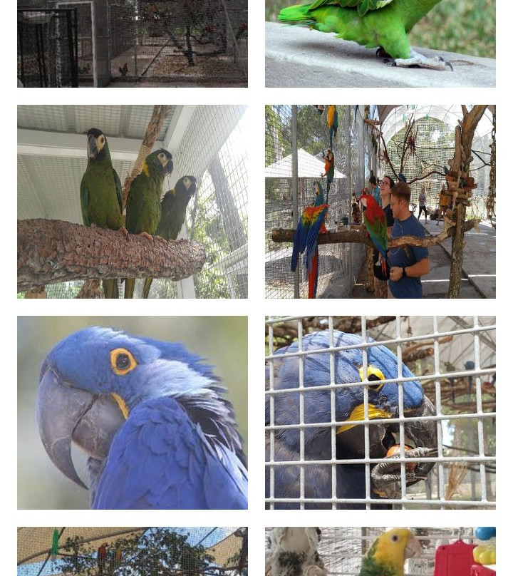 Florida Exotic Bird Sanctuary景点图片