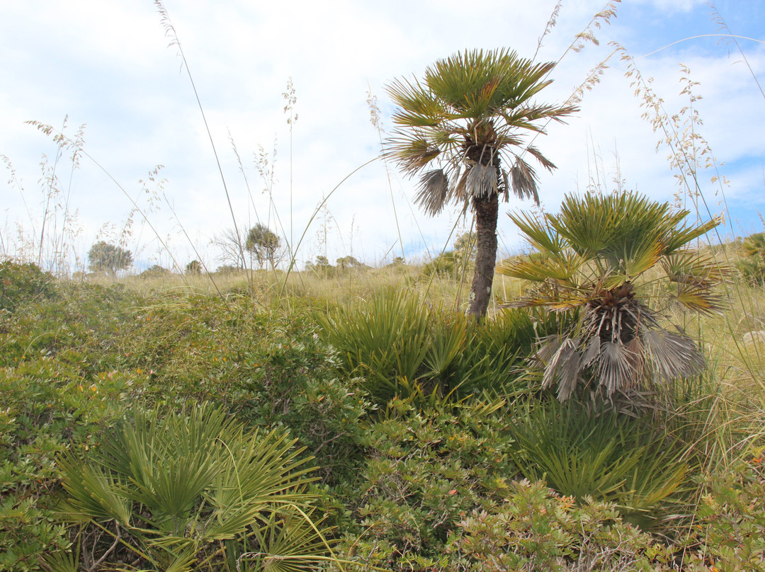 Parc Natural de la Península de Llevant-Arta必去景点