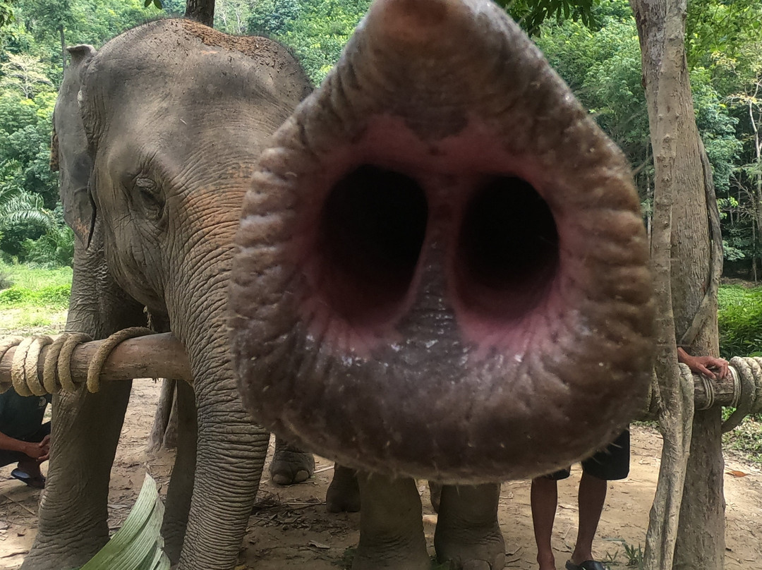 Ton Pariwat Wildlife Sanctuary-攀牙必去景点