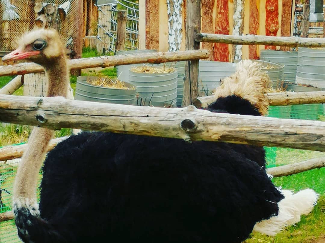 Ostrich Valley-Sarafanovo必去景点