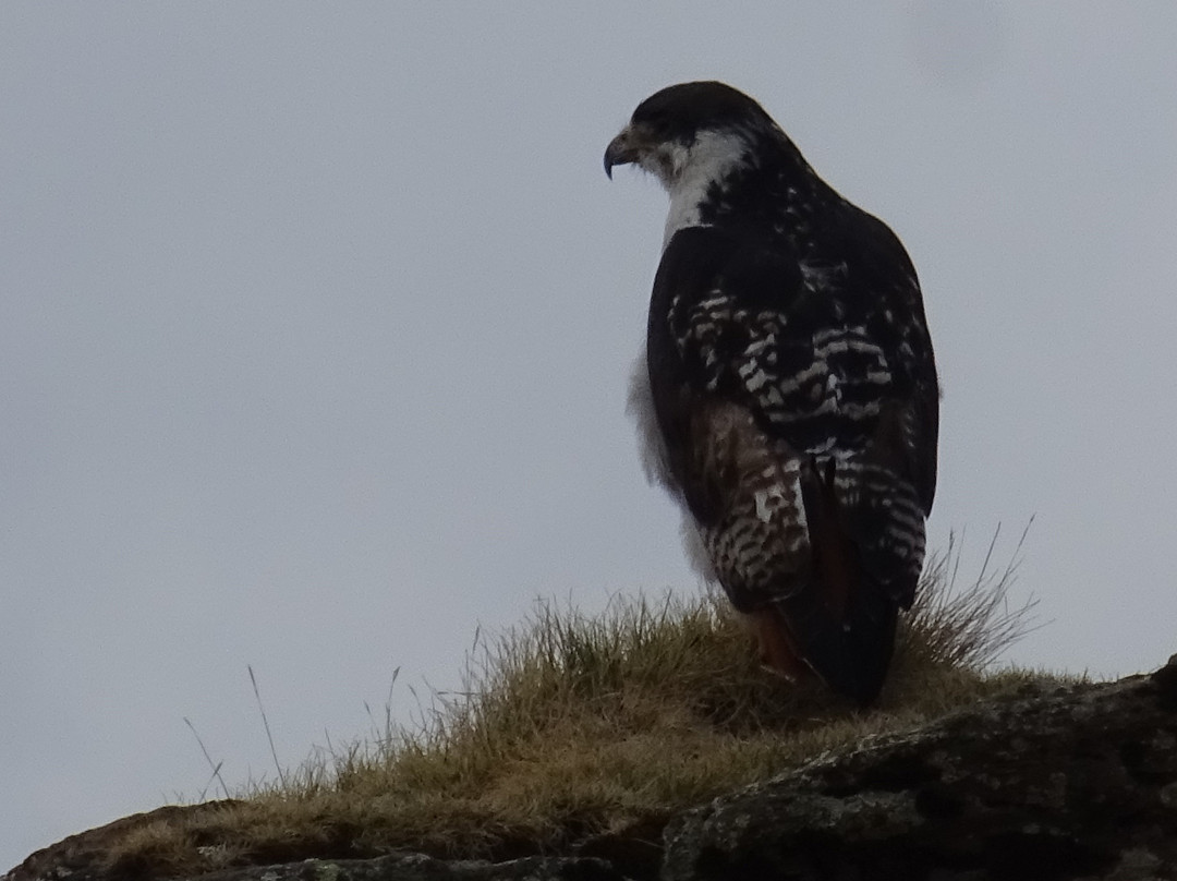 Simien Mountains Community Trekking-Debark必去景点