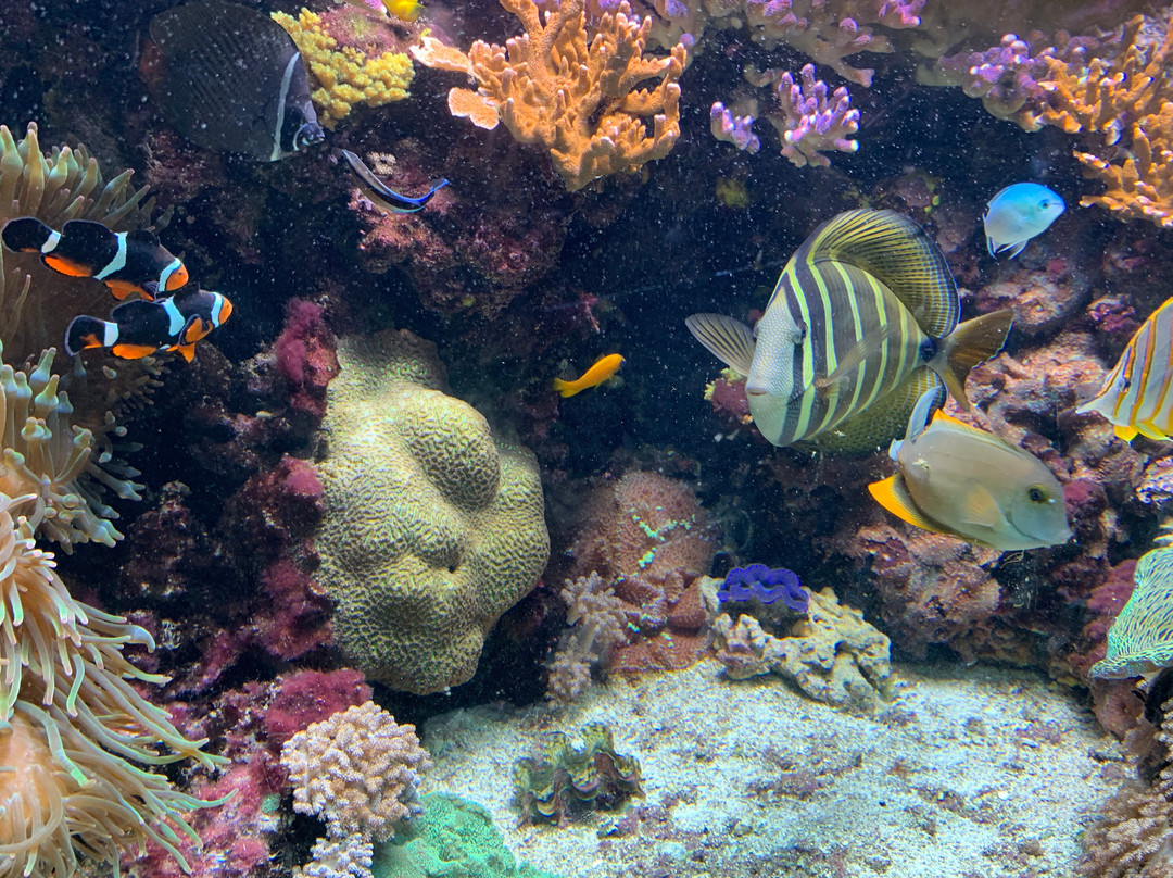 North Carolina Aquarium at Fort Fisher景点图片