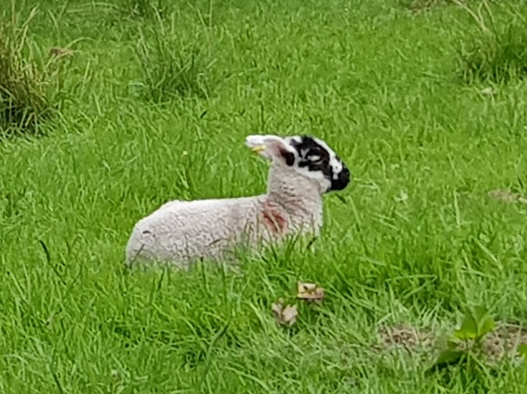 Brant Fell Above the Bustle景点图片