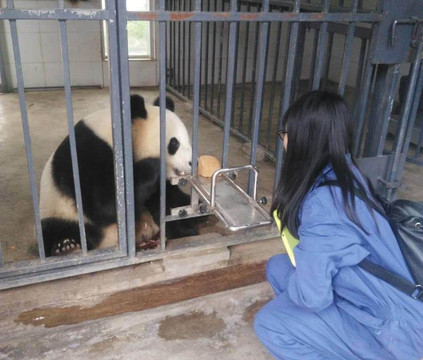 Pandavisor-成都必去景点