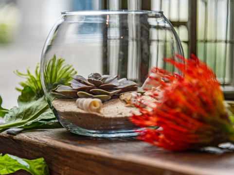 Flowers by EA-普罗维登西亚莱斯必去景点