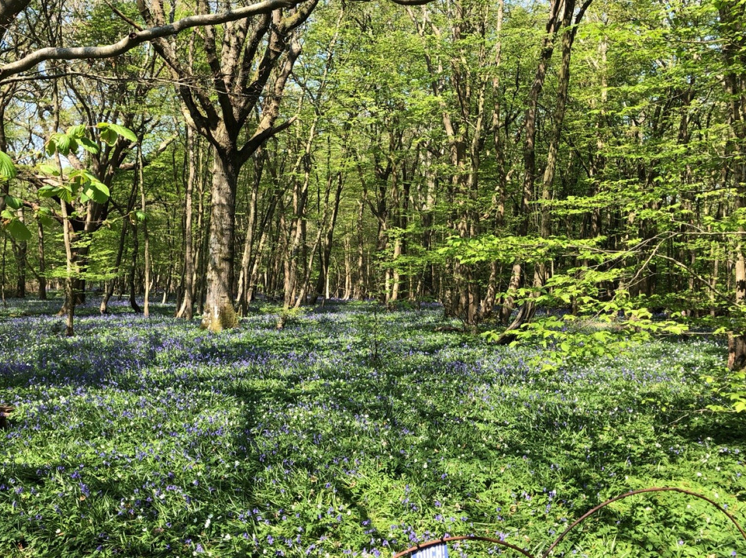 Arlington Bluebell Walk景点图片