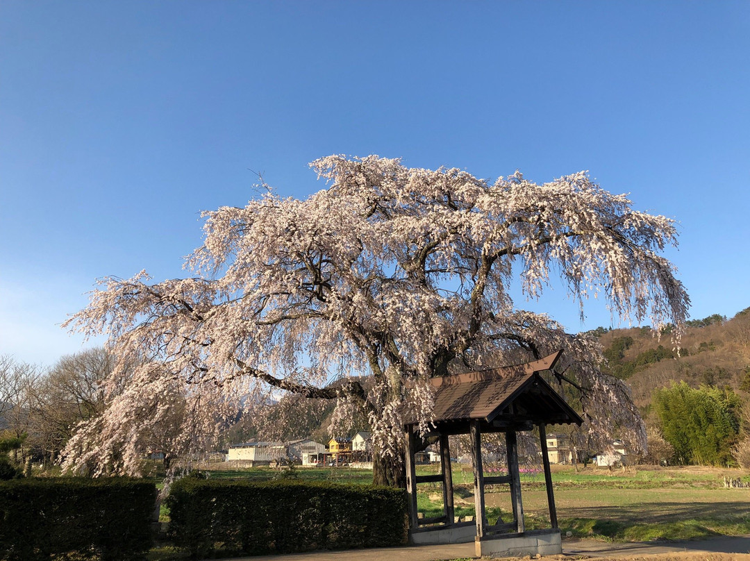 Shidarezakura of Tensho-ji Temple-沼田市必去景点