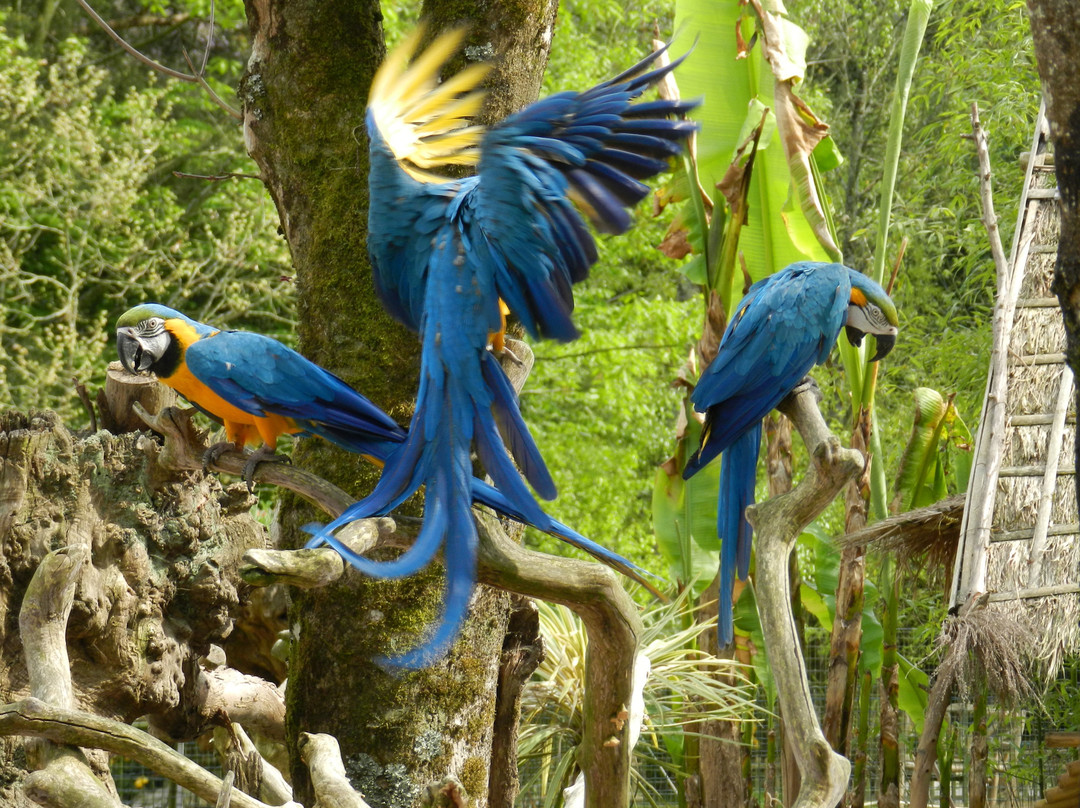 Jardin Tropical de Saint Jacut des Pins景点图片