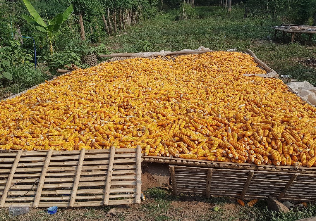 Koh Paen Island-磅湛必去景点