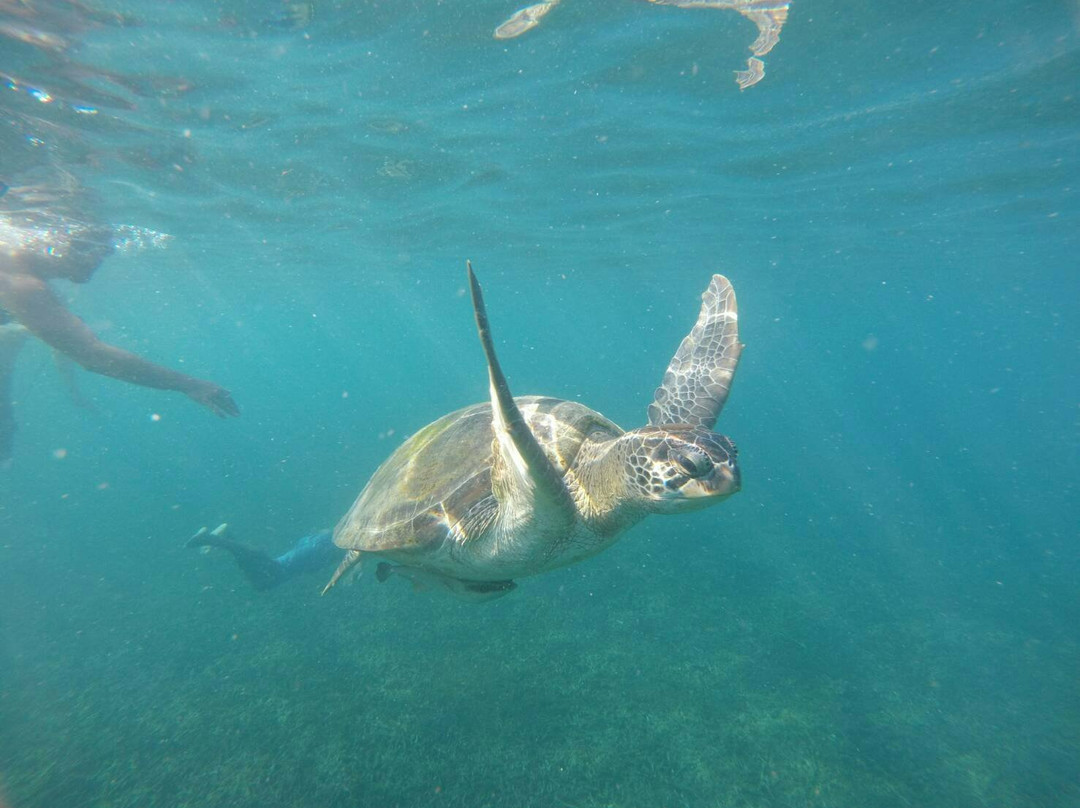 Diamond Tour - Day Tours-涛岛必去景点