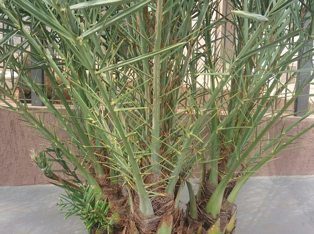 Museu de Arqueologia Ciro Flamarion Cardoso-Ponta Grossa必去景点