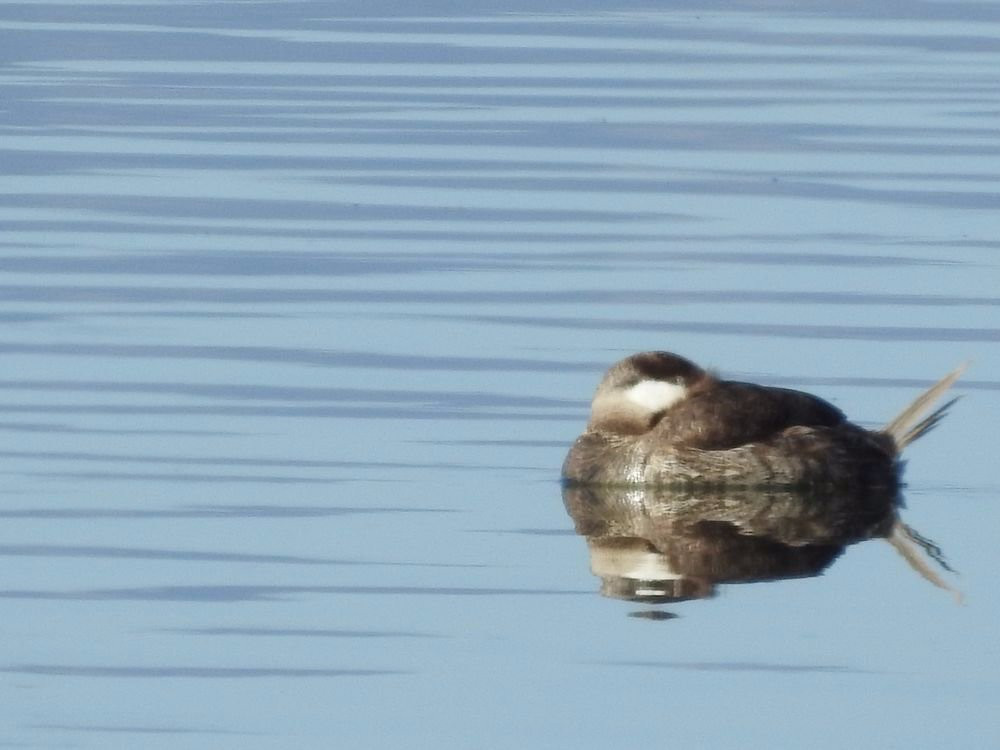 Cochise Lake-Willcox必去景点